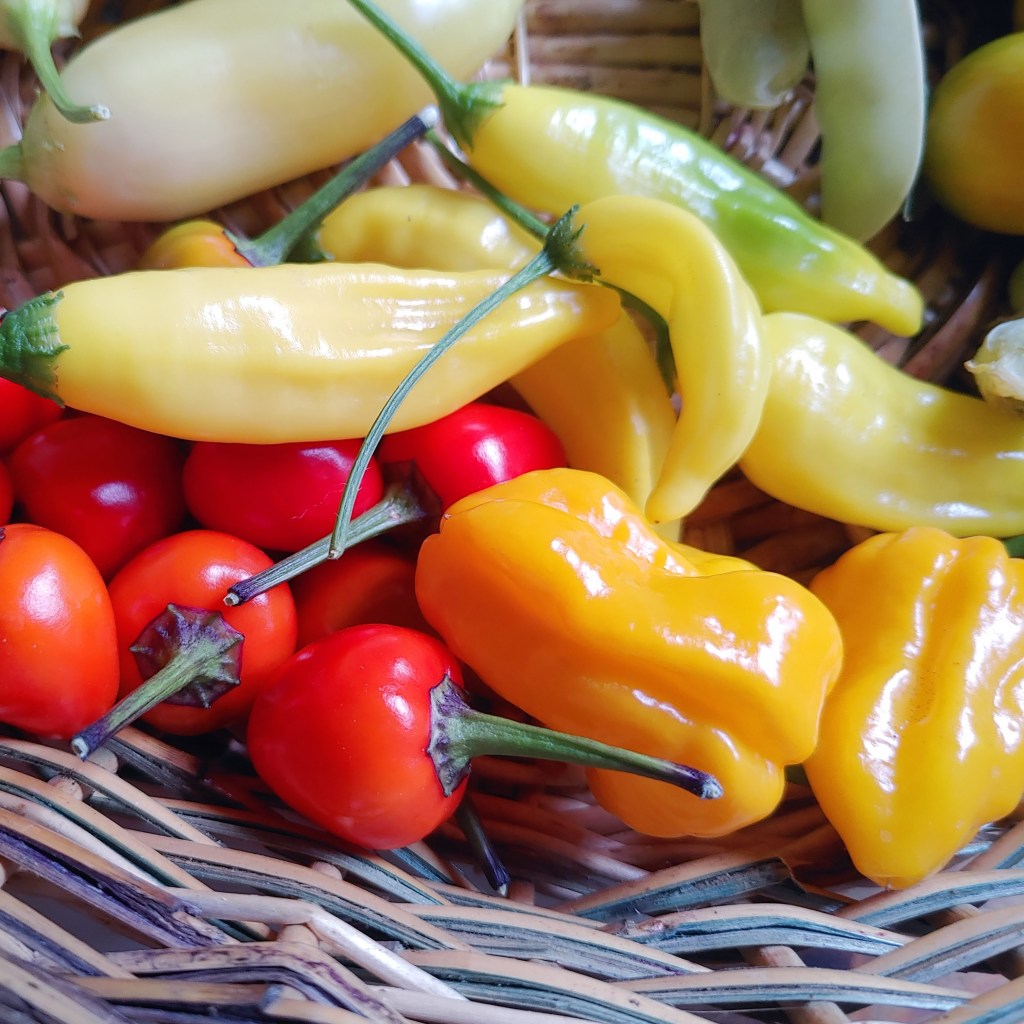 Be Patient with Peppers in 5 Easy Steps