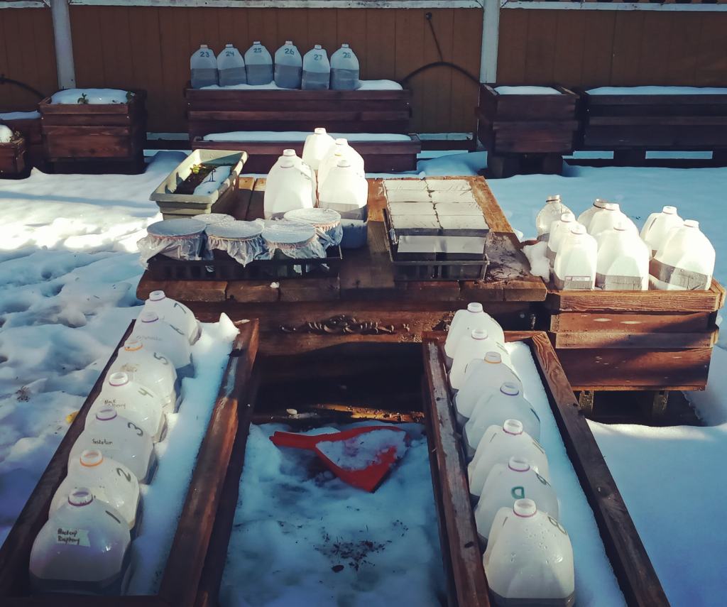 Winter Sowing for&nbsp;Beginners